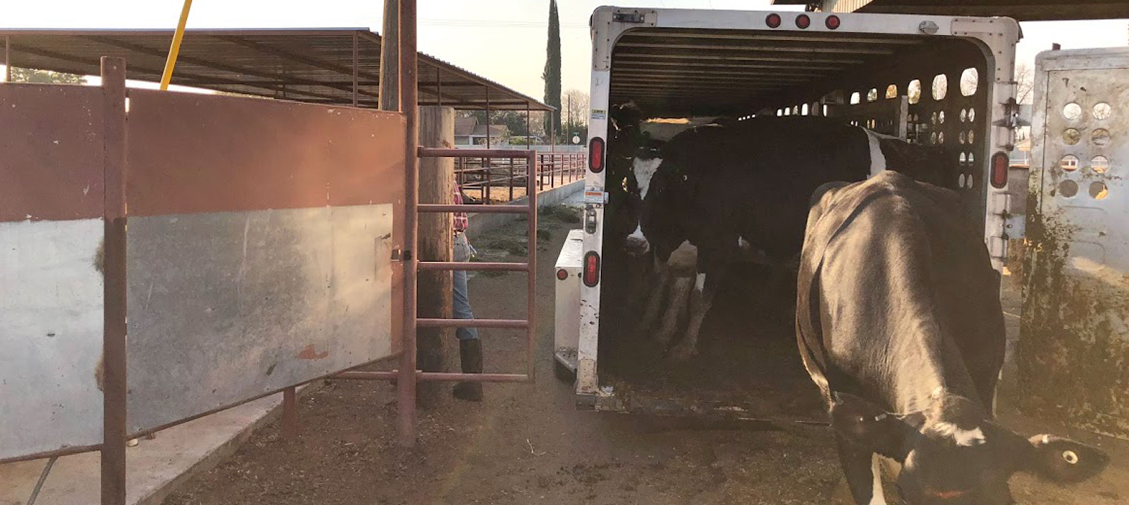 loading cows in trailer